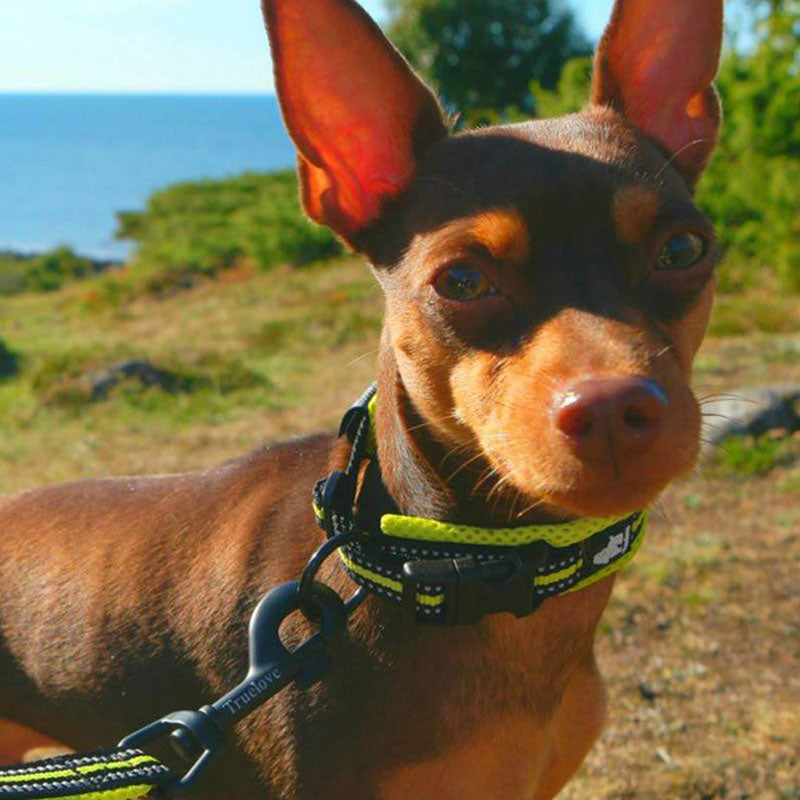 Pet Small Big Dog Anti-Strangle Breathable Safe Professional Reflective Collar