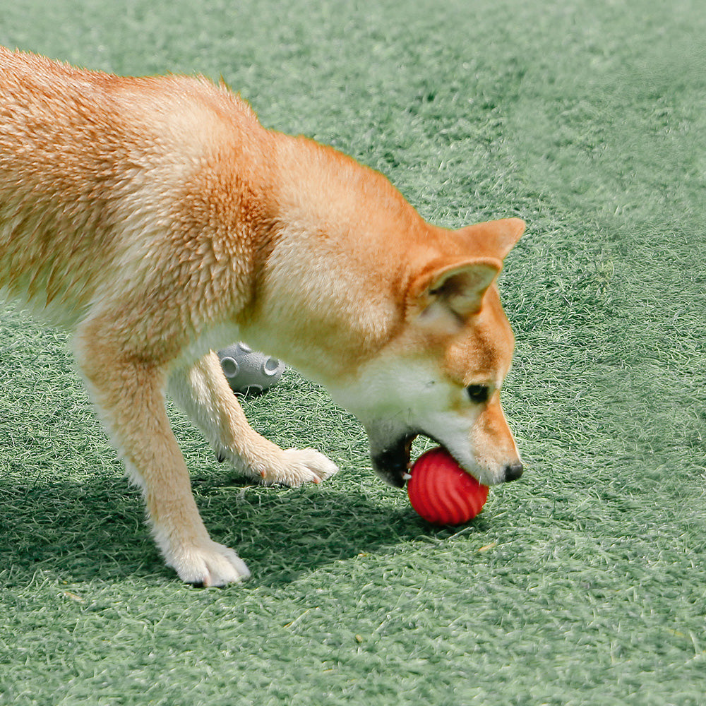PIDAN Dog Toy Ball