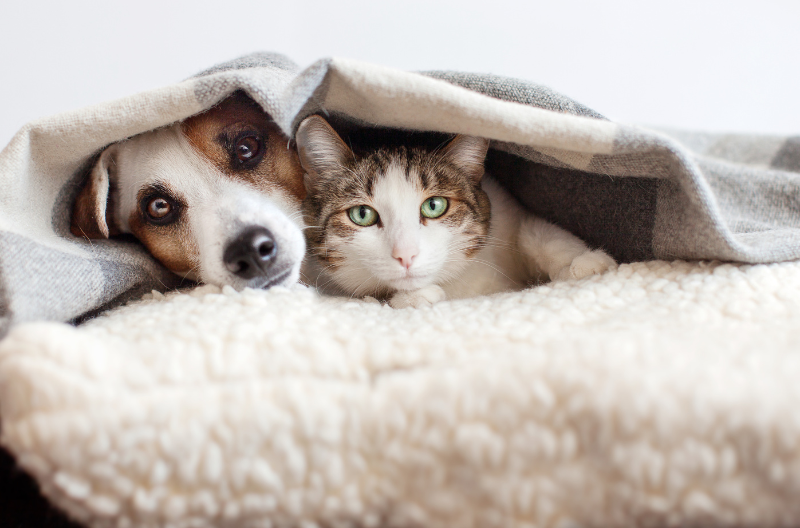 7 Essential Vet Tips for Keeping Your Pets Healthy and Happy