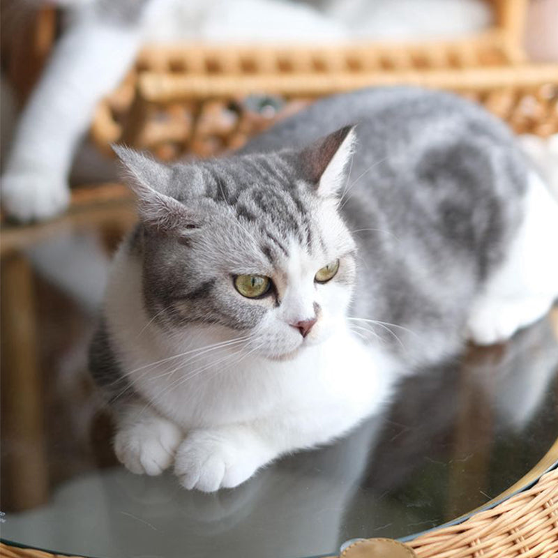 Multifunctional Pet-Friendly Furniture Japan Imported Rattan  Table Cat Bed