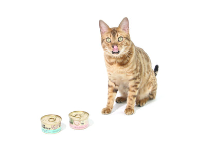 CAT FOREST Premium Tuna White Meat With Salmon In Jelly Cat Canned Food